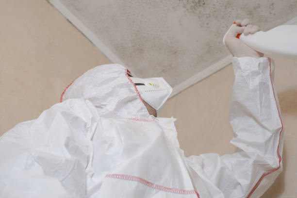 Best Insurance-Related Mold Remediation in Duryea, PA